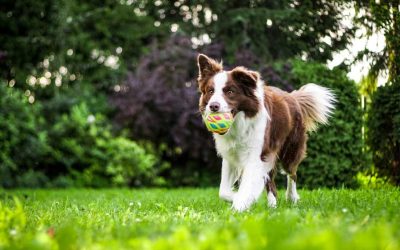 Our Tips for Training Your Dog