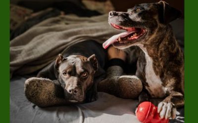 Our Favorite Pet Non-Profits in the Tri-Cities