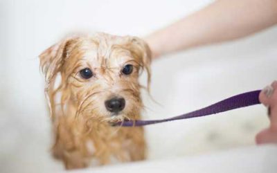How Often Should You Groom Your Pet?