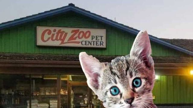 City-zoo