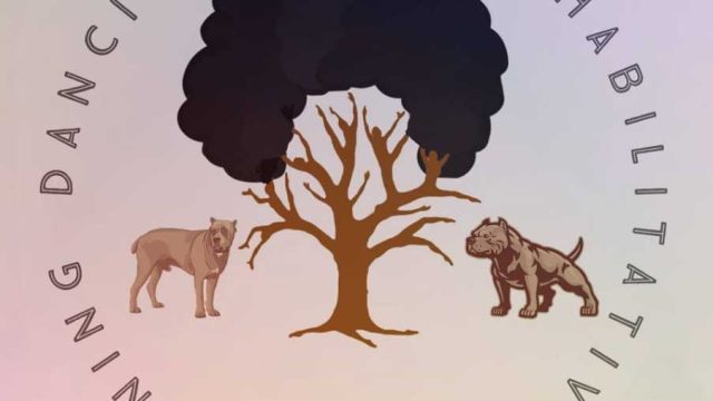 Dancing-tree-reahabilitative-dog-training